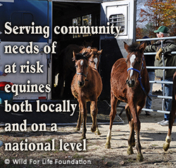Serving Equine Community Needs
